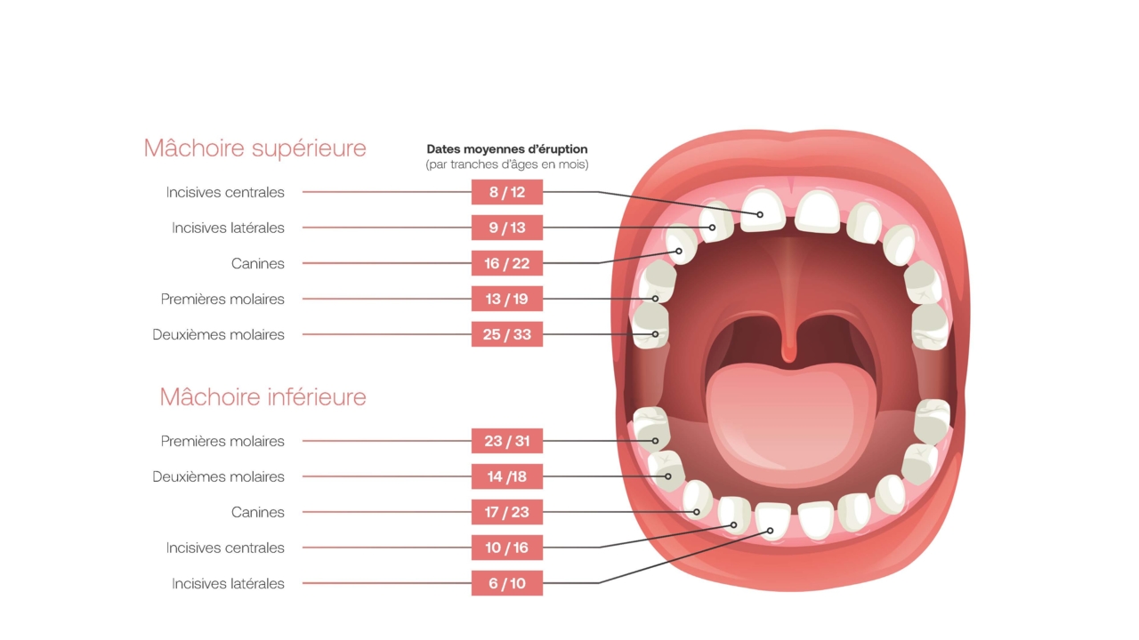 1-OC-Clinical-Schemas-Dents-Lait-v2